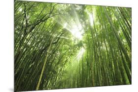 Bamboo grove-Shin Terada-Mounted Photographic Print