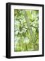 Bamboo I-Karin Connolly-Framed Art Print