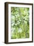 Bamboo I-Karin Connolly-Framed Art Print