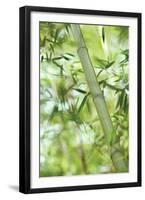 Bamboo I-Karin Connolly-Framed Art Print