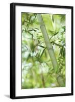 Bamboo I-Karin Connolly-Framed Art Print