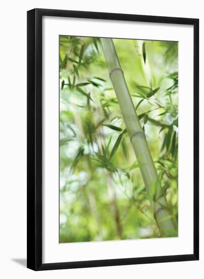 Bamboo I-Karin Connolly-Framed Art Print