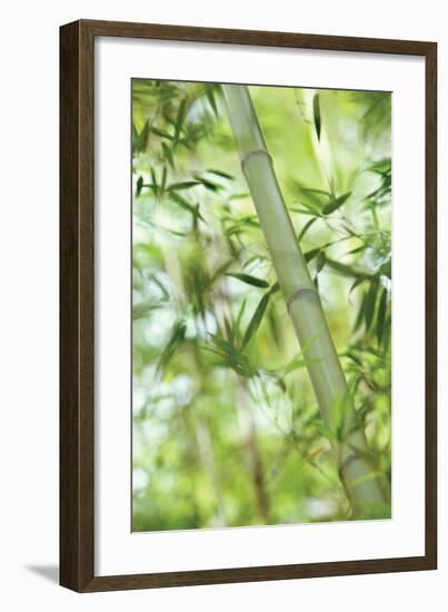 Bamboo I-Karin Connolly-Framed Art Print