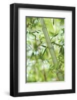 Bamboo I-Karin Connolly-Framed Art Print