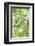 Bamboo I-Karin Connolly-Framed Art Print