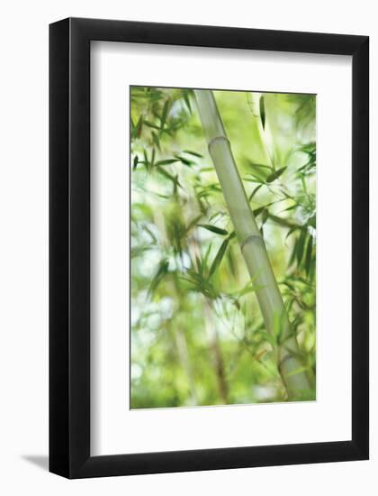 Bamboo I-Karin Connolly-Framed Art Print