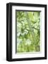 Bamboo I-Karin Connolly-Framed Art Print