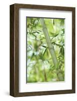 Bamboo I-Karin Connolly-Framed Art Print