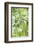 Bamboo I-Karin Connolly-Framed Art Print