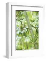 Bamboo I-Karin Connolly-Framed Art Print