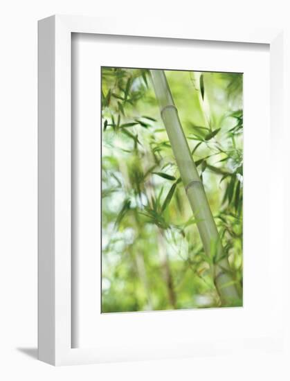 Bamboo I-Karin Connolly-Framed Art Print