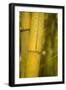 Bamboo I-Karyn Millet-Framed Photographic Print