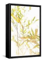 Bamboo I-Karyn Millet-Framed Stretched Canvas