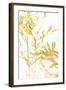 Bamboo I-Karyn Millet-Framed Photographic Print