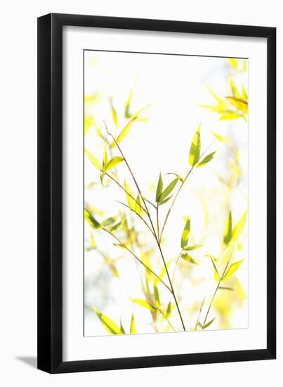 Bamboo I-Karyn Millet-Framed Photographic Print