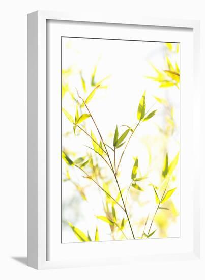 Bamboo I-Karyn Millet-Framed Photographic Print