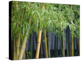 Bamboo in Traditional Chinese Garden, Suzhou Museum, Suzhou, Jiangsu, China-Keren Su-Stretched Canvas