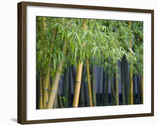 Bamboo in Traditional Chinese Garden, Suzhou Museum, Suzhou, Jiangsu, China-Keren Su-Framed Photographic Print