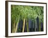 Bamboo in Traditional Chinese Garden, Suzhou Museum, Suzhou, Jiangsu, China-Keren Su-Framed Photographic Print