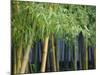 Bamboo in Traditional Chinese Garden, Suzhou Museum, Suzhou, Jiangsu, China-Keren Su-Mounted Photographic Print