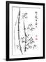 Bamboo Ink Painting And Calligraphy-yienkeat-Framed Art Print