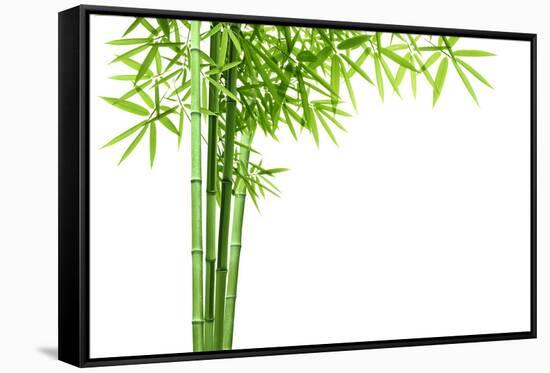Bamboo Isolated on White Background-Liang Zhang-Framed Stretched Canvas