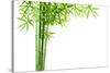 Bamboo Isolated on White Background-Liang Zhang-Stretched Canvas