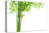 Bamboo Isolated on White Background-Liang Zhang-Stretched Canvas