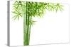 Bamboo Isolated on White Background-Liang Zhang-Stretched Canvas