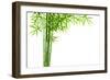 Bamboo Isolated on White Background-Liang Zhang-Framed Photographic Print