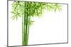 Bamboo Isolated on White Background-Liang Zhang-Mounted Photographic Print