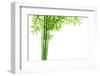 Bamboo Isolated on White Background-Liang Zhang-Framed Photographic Print