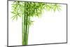 Bamboo Isolated on White Background-Liang Zhang-Mounted Photographic Print