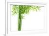 Bamboo Isolated on White Background-Liang Zhang-Framed Photographic Print