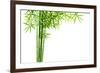 Bamboo Isolated on White Background-Liang Zhang-Framed Photographic Print