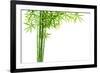 Bamboo Isolated on White Background-Liang Zhang-Framed Photographic Print