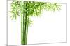 Bamboo Isolated on White Background-Liang Zhang-Mounted Photographic Print