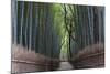 Bamboo Journey-Peter Adams-Mounted Giclee Print