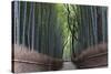 Bamboo Journey-Peter Adams-Stretched Canvas