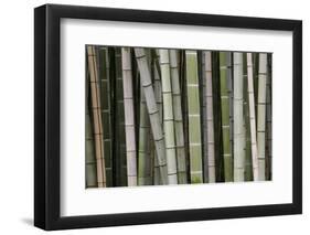 Bamboo, Kyoto, Japan-Art Wolfe-Framed Photographic Print