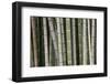 Bamboo, Kyoto, Japan-Art Wolfe-Framed Photographic Print