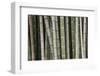 Bamboo, Kyoto, Japan-Art Wolfe-Framed Photographic Print