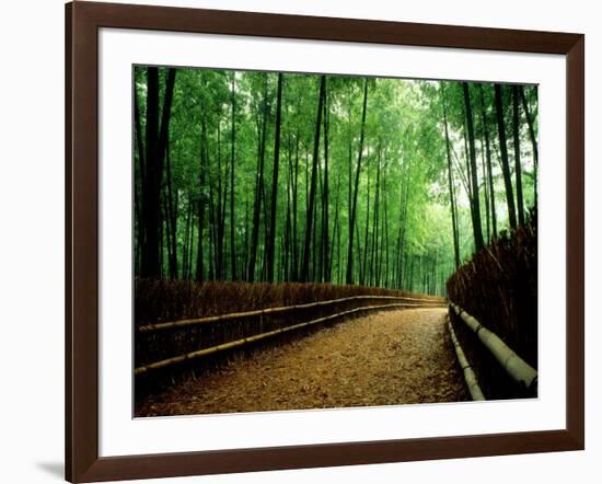 Bamboo Lane, Nishiyama, Kyoto, Japan-null-Framed Photographic Print