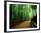 Bamboo Lane, Nishiyama, Kyoto, Japan-null-Framed Photographic Print