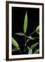 Bamboo Leaf-Paul Starosta-Framed Photographic Print