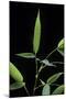 Bamboo Leaf-Paul Starosta-Mounted Photographic Print