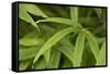 Bamboo Leaves II-Rita Crane-Framed Stretched Canvas