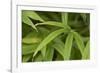 Bamboo Leaves II-Rita Crane-Framed Photographic Print