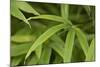 Bamboo Leaves II-Rita Crane-Mounted Photographic Print