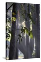 Bamboo Leaves Illuminated in the Sun on a Misty Morning-Alex Saberi-Stretched Canvas